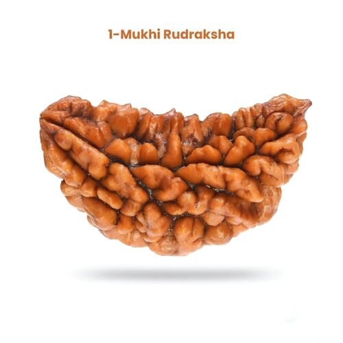 1 mukhi rudraksha(1 मुखी रुद्राक्ष)