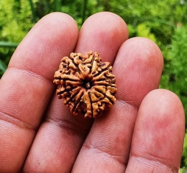 11 मुखी रुद्राक्ष – भगवान हनुमान का आशीर्वाद, अजेय शक्ति और आत्मविश्वास का प्रतीक