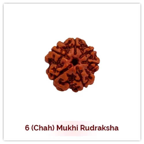 6 mukhi rudraksha(6 मुखी रुद्राक्ष)
