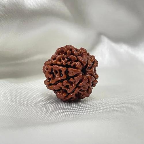8 मुखी रुद्राक्ष