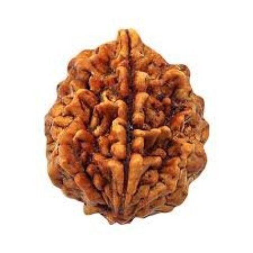 2 mukhi rudraksha( 2  मुखी रुद्राक्ष)