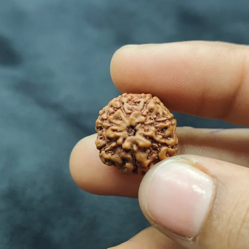 3 mukhi rudraksha(3 मुखी रुद्राक्ष)