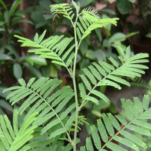 shami patra(शमी पत्र)