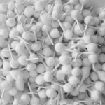 प्रीमियम राधेजू शुद्ध रुई बत्ती (Puja Cotton Wicks)