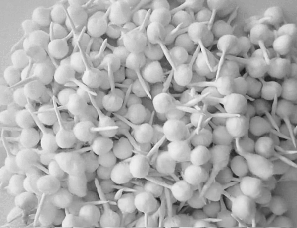 प्रीमियम राधेजू शुद्ध रुई बत्ती (Puja Cotton Wicks)